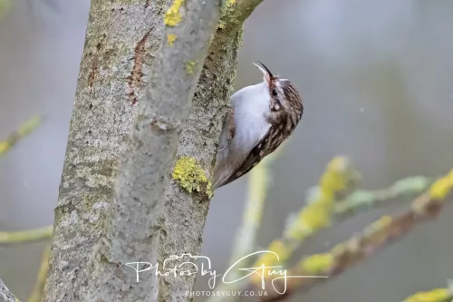 12 Feb 2026 - West Cumbria, Treecreeper