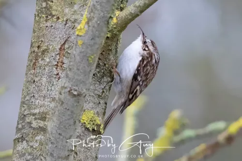 12 Feb 2026 - West Cumbria, Treecreeper