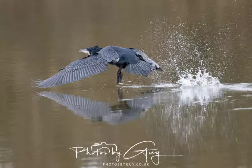 14 Feb 2026 : West Cumbria, Cormorant
