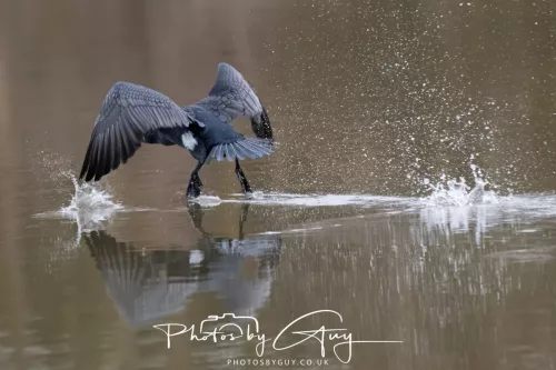 14 Feb 2026 : West Cumbria, Cormorant