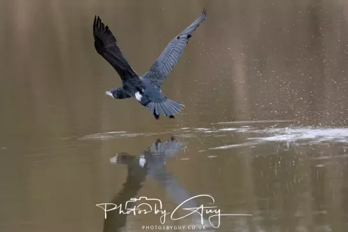 14 Feb 2026 : West Cumbria, Cormorant