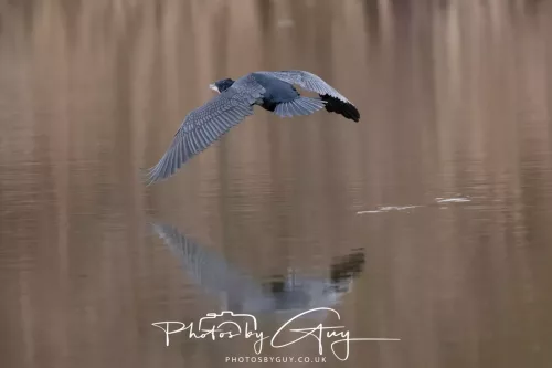 14 Feb 2026 : West Cumbria, Cormorant