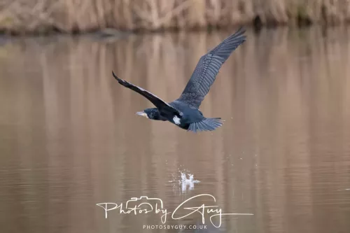 14 Feb 2026 : West Cumbria, Cormorant