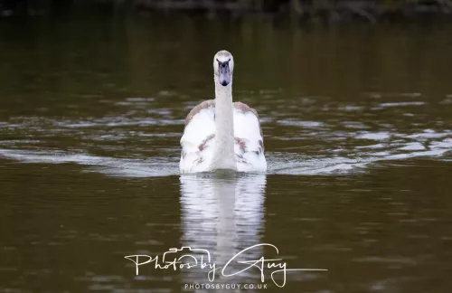 14 Feb 2026 : West Cumbria, Mute Swan