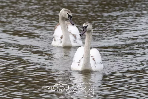 14 Feb 2026 : West Cumbria, Mute Swan
