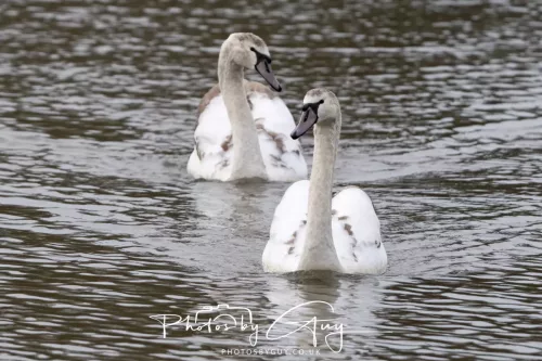 14 Feb 2026 : West Cumbria, Mute Swan