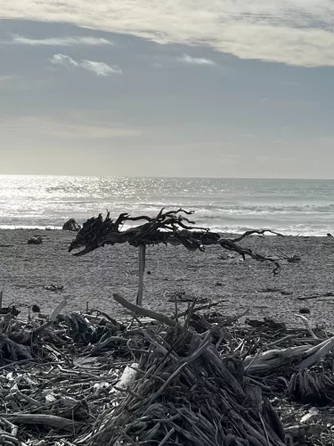 25/26 March 2025 - New Zealand, Honiker to Christchurch via the trans alpine train - Hokitika