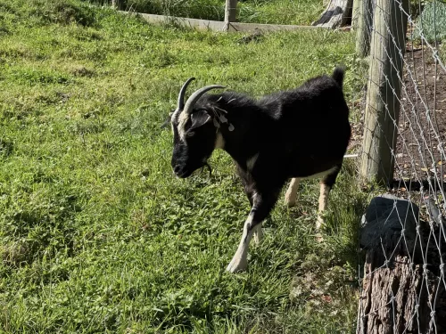 27 - 30 March kiakoura New Zealand