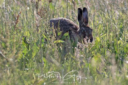 13 July 2026 - Near Frizington - Hare