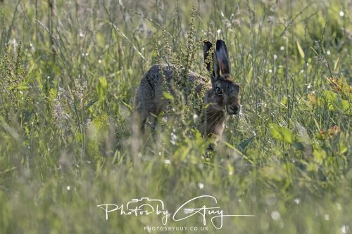 _J1M0011-13 July 2026 - Near Frizington - Hare
