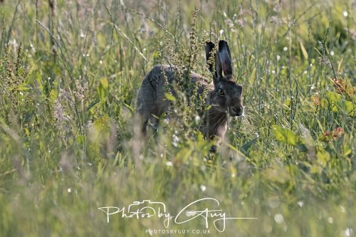 13 July 2026 - Near Frizington - Hare