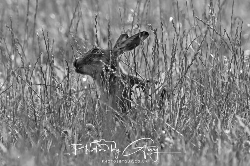 13 July 2026 - Near Frizington - Hare