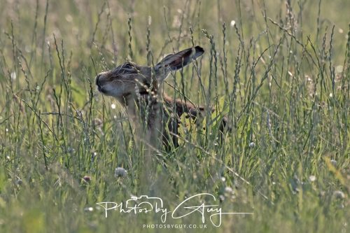 13 July 2026 - Near Frizington - Hare