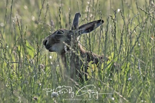13 July 2026 - Near Frizington - Hare