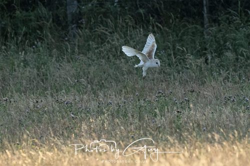 15 July 2026 near Frizington, West Cumbria - Barn Owl hunting at sunset