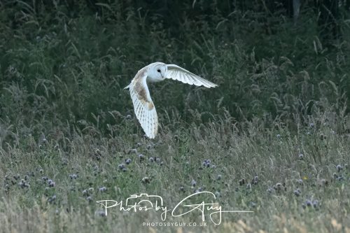 15 July 2026 near Frizington, West Cumbria - Barn Owl hunting at sunset