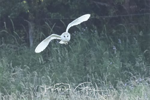 15 July 2026 near Frizington, West Cumbria - Barn Owl hunting at sunset