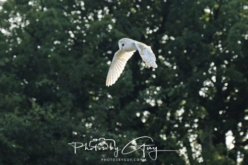 15 July 2026 near Frizington, West Cumbria - Barn Owl hunting at sunset