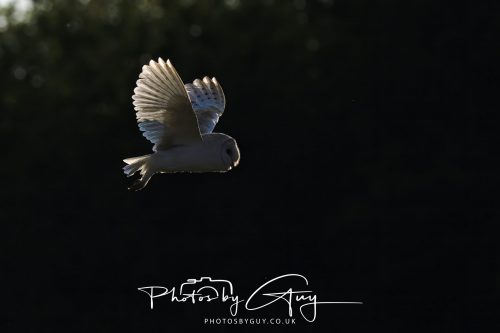 15 July 2026 near Frizington, West Cumbria - Barn Owl hunting at sunset