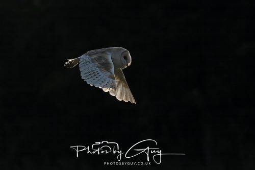 15 July 2026 near Frizington, West Cumbria - Barn Owl hunting at sunset