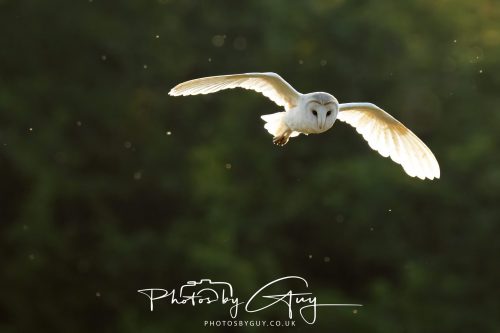 15 July 2026 near Frizington, West Cumbria - Barn Owl hunting at sunset
