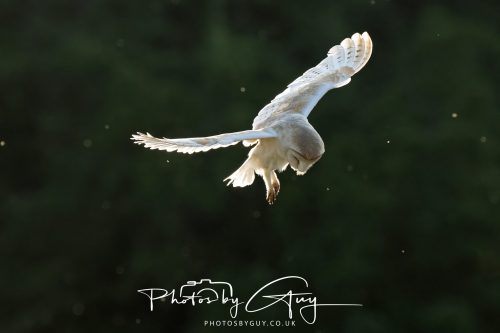 15 July 2026 near Frizington, West Cumbria - Barn Owl hunting at sunset