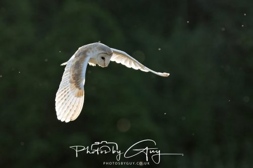 15 July 2026 near Frizington, West Cumbria - Barn Owl hunting at sunset