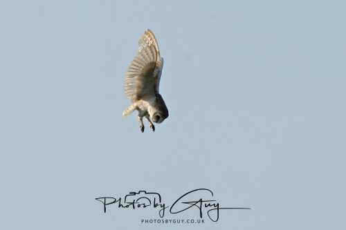 15 July 2026 near Frizington, West Cumbria - Barn Owl hunting at sunset