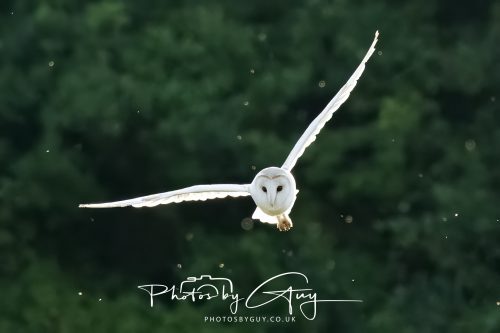 15 July 2026 near Frizington, West Cumbria - Barn Owl hunting at sunset