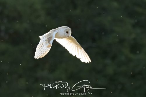 15 July 2026 near Frizington, West Cumbria - Barn Owl hunting at sunset