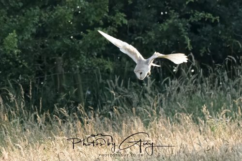 15 July 2026 near Frizington, West Cumbria - Barn Owl hunting at sunset