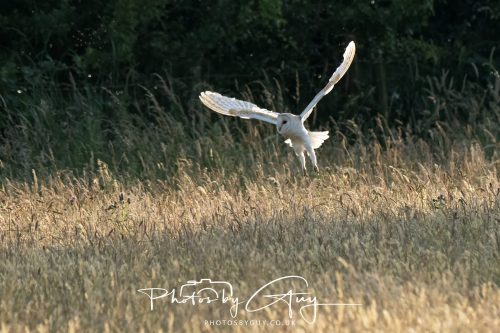 15 July 2026 near Frizington, West Cumbria - Barn Owl hunting at sunset