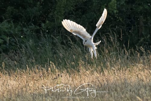15 July 2026 near Frizington, West Cumbria - Barn Owl hunting at sunset