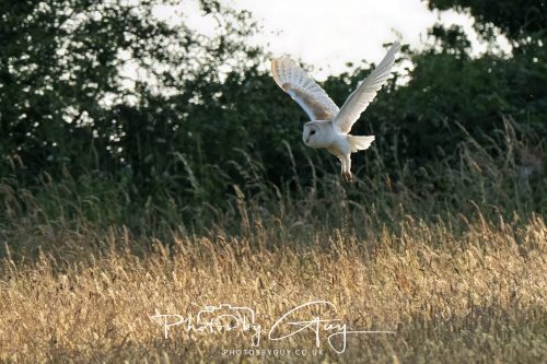 15 July 2026 near Frizington, West Cumbria - Barn Owl hunting at sunset