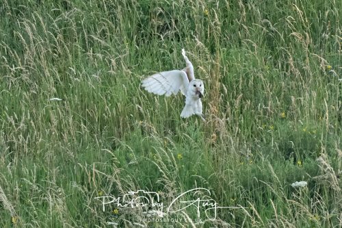 15 July 2026 near Frizington, West Cumbria - Barn Owl hunting at sunset