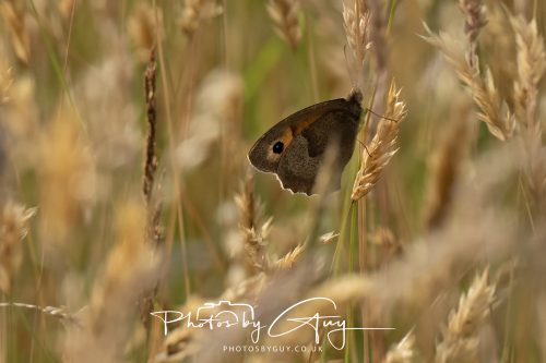 17 July 2026 Frizington , West Cumbria - Butterfly