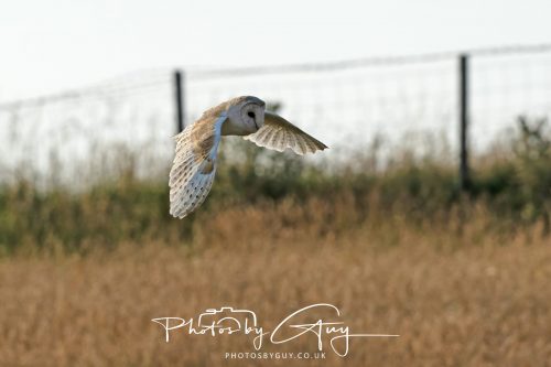 17 July 2026 Frizington , West Cumbria - Barn Owl at dusk