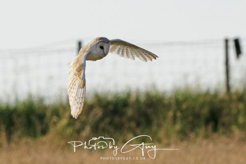 17 July 2026 Frizington , West Cumbria - Barn Owl at dusk