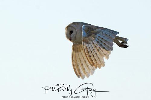 17 July 2026 Frizington , West Cumbria - Barn Owl at dusk