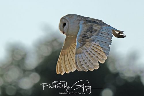 17 July 2026 Frizington , West Cumbria - Barn Owl at dusk