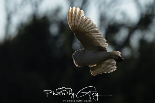 17 July 2026 Frizington , West Cumbria - Barn Owl at dusk