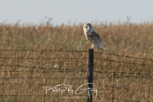 17 July 2026 Frizington , West Cumbria - Barn Owl at dusk