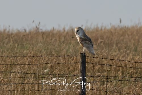 17 July 2026 Frizington , West Cumbria - Barn Owl at dusk