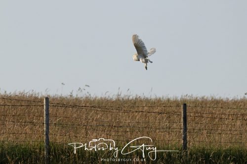 17 July 2026 Frizington , West Cumbria - Barn Owl at dusk