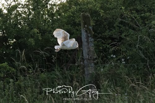 19 July 2026 - Frizington, West Cumbria - Barn Owl
