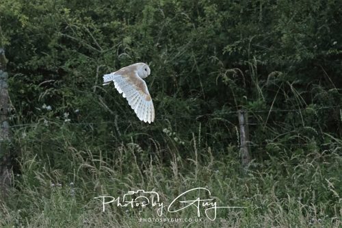 19 July 2026 - Frizington, West Cumbria - Barn Owl