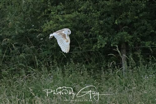 19 July 2026 - Frizington, West Cumbria - Barn Owl