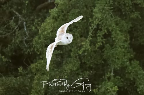 19 July 2026 - Frizington, West Cumbria - Barn Owl