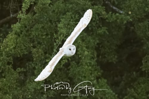 19 July 2026 - Frizington, West Cumbria - Barn Owl