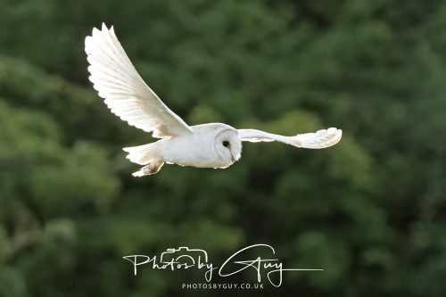 19 July 2026 - Frizington, West Cumbria - Barn Owl